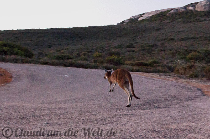 ? Roadtrip durch Westaustralien planen | Australien | Reiseblog